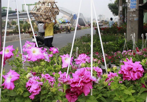 Giá hoa mai tết dự báo năm nay sẽ cao hơn năm ngoái, vì nhiều vườn mai tại TP.HCM và miền Trung do ảnh hưởng thời tiết thất thường nên trổ bông sớm. Chợ hoa bến Bình Đông mới nhóm họp, chưa nhộn nhịp nhưng cũng đã có người đến với hi vọng mua được cây đẹp và giá cả phải chăng. Anh Phan Bá Hữu, quê Bến Tre, chia sẻ vừa rồi được biết nhiều nhà vườn TP.HCM mai bị nở sớm nên năm nay anh đem nhiều hơn các năm trước với hi vọng giá sẽ cao. Một em bé theo cha mẹ lên Sài Gòn để bán hoa. Hiện nay, nhiều cây mai bonsai bắt đầu được tuốt lá để búp nở đúng tết. Nhiều ghe, thuyền của nhà vườn các tỉnh Bến Tre, Đồng Tháp, Vĩnh Long... đã về bến Bình Đông. Cao điểm tết, khu này có khi lên đến hàng trăm chiếc ghe chở hoa san sát nhau, trông rất đẹp mắt. Nhiều loại hoa đủ màu sắc rực rỡ một góc đường. Hoa giấy ghép 3 màu giá mỗi chậu 120.000 - 140.000 đồng. Cô Nguyễn Thị Huệ, quê Bến Tre, cho biết năm nào gia đình cũng vận chuyển cả ngàn cây kiểng lên đây bán, mấy năm trước đem bao nhiêu là bán hết bấy nhiêu. Các loại bonsai với nhiều kích cỡ hình dáng và giá cả khác nhau được trưng bày khá nhiều. Có khá nhiều người ghé qua mua hoa sớm. Giá hoa mai tết dự báo năm nay sẽ cao hơn năm ngoái, vì nhiều vườn mai tại TP.HCM và miền Trung do ảnh hưởng thời tiết thất thường nên trổ bông sớm. Chợ hoa bến Bình Đông mới nhóm họp, chưa nhộn nhịp nhưng cũng đã có người đến với hi vọng mua được cây đẹp và giá cả phải chăng. Anh Phan Bá Hữu, quê Bến Tre, chia sẻ vừa rồi được biết nhiều nhà vườn TP.HCM mai bị nở sớm nên năm nay anh đem nhiều hơn các năm trước với hi vọng giá sẽ cao. Một em bé theo cha mẹ lên Sài Gòn để bán hoa. Hiện nay, nhiều cây mai bonsai bắt đầu được tuốt lá để búp nở đúng tết. Nhiều ghe, thuyền của nhà vườn các tỉnh Bến Tre, Đồng Tháp, Vĩnh Long... đã về bến Bình Đông. Cao điểm tết, khu này có khi lên đến hàng trăm chiếc ghe chở hoa san sát nhau, trông rất đẹp mắt. Nhiều loại hoa đủ màu sắc rực rỡ một góc đường. Hoa giấy ghép 3 màu giá mỗi chậu 120.000 - 140.000 đồng. Cô Nguyễn Thị Huệ, quê Bến Tre, cho biết năm nào gia đình cũng vận chuyển cả ngàn cây kiểng lên đây bán, mấy năm trước đem bao nhiêu là bán hết bấy nhiêu. Các loại bonsai với nhiều kích cỡ hình dáng và giá cả khác nhau được trưng bày khá nhiều. Có khá nhiều người ghé qua mua hoa sớm.