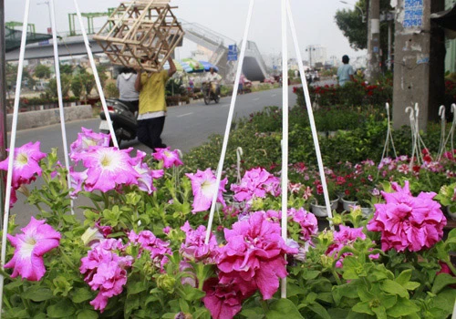 Giá hoa mai tết dự báo năm nay sẽ cao hơn năm ngoái, vì nhiều vườn mai tại TP.HCM và miền Trung do ảnh hưởng thời tiết thất thường nên trổ bông sớm. Chợ hoa bến Bình Đông mới nhóm họp, chưa nhộn nhịp nhưng cũng đã có người đến với hi vọng mua được cây đẹp và giá cả phải chăng. Anh Phan Bá Hữu, quê Bến Tre, chia sẻ vừa rồi được biết nhiều nhà vườn TP.HCM mai bị nở sớm nên năm nay anh đem nhiều hơn các năm trước với hi vọng giá sẽ cao. Một em bé theo cha mẹ lên Sài Gòn để bán hoa. Hiện nay, nhiều cây mai bonsai bắt đầu được tuốt lá để búp nở đúng tết. Nhiều ghe, thuyền của nhà vườn các tỉnh Bến Tre, Đồng Tháp, Vĩnh Long... đã về bến Bình Đông. Cao điểm tết, khu này có khi lên đến hàng trăm chiếc ghe chở hoa san sát nhau, trông rất đẹp mắt. Nhiều loại hoa đủ màu sắc rực rỡ một góc đường. Hoa giấy ghép 3 màu giá mỗi chậu 120.000 - 140.000 đồng. Cô Nguyễn Thị Huệ, quê Bến Tre, cho biết năm nào gia đình cũng vận chuyển cả ngàn cây kiểng lên đây bán, mấy năm trước đem bao nhiêu là bán hết bấy nhiêu. Các loại bonsai với nhiều kích cỡ hình dáng và giá cả khác nhau được trưng bày khá nhiều. Có khá nhiều người ghé qua mua hoa sớm.