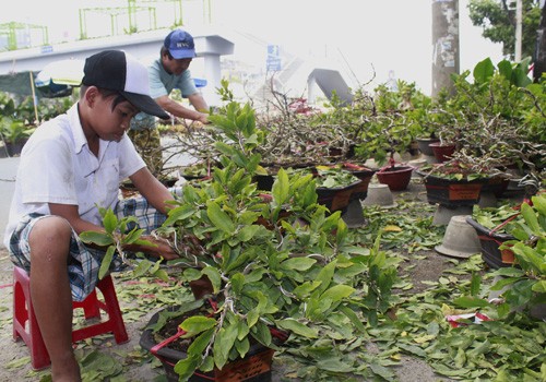Giá hoa mai tết dự báo năm nay sẽ cao hơn năm ngoái, vì nhiều vườn mai tại TP.HCM và miền Trung do ảnh hưởng thời tiết thất thường nên trổ bông sớm. Chợ hoa bến Bình Đông mới nhóm họp, chưa nhộn nhịp nhưng cũng đã có người đến với hi vọng mua được cây đẹp và giá cả phải chăng. Anh Phan Bá Hữu, quê Bến Tre, chia sẻ vừa rồi được biết nhiều nhà vườn TP.HCM mai bị nở sớm nên năm nay anh đem nhiều hơn các năm trước với hi vọng giá sẽ cao. Một em bé theo cha mẹ lên Sài Gòn để bán hoa. Hiện nay, nhiều cây mai bonsai bắt đầu được tuốt lá để búp nở đúng tết. Nhiều ghe, thuyền của nhà vườn các tỉnh Bến Tre, Đồng Tháp, Vĩnh Long... đã về bến Bình Đông. Cao điểm tết, khu này có khi lên đến hàng trăm chiếc ghe chở hoa san sát nhau, trông rất đẹp mắt. Nhiều loại hoa đủ màu sắc rực rỡ một góc đường. Hoa giấy ghép 3 màu giá mỗi chậu 120.000 - 140.000 đồng. Cô Nguyễn Thị Huệ, quê Bến Tre, cho biết năm nào gia đình cũng vận chuyển cả ngàn cây kiểng lên đây bán, mấy năm trước đem bao nhiêu là bán hết bấy nhiêu. Các loại bonsai với nhiều kích cỡ hình dáng và giá cả khác nhau được trưng bày khá nhiều. Có khá nhiều người ghé qua mua hoa sớm. Giá hoa mai tết dự báo năm nay sẽ cao hơn năm ngoái, vì nhiều vườn mai tại TP.HCM và miền Trung do ảnh hưởng thời tiết thất thường nên trổ bông sớm. Chợ hoa bến Bình Đông mới nhóm họp, chưa nhộn nhịp nhưng cũng đã có người đến với hi vọng mua được cây đẹp và giá cả phải chăng. Anh Phan Bá Hữu, quê Bến Tre, chia sẻ vừa rồi được biết nhiều nhà vườn TP.HCM mai bị nở sớm nên năm nay anh đem nhiều hơn các năm trước với hi vọng giá sẽ cao. Một em bé theo cha mẹ lên Sài Gòn để bán hoa. Hiện nay, nhiều cây mai bonsai bắt đầu được tuốt lá để búp nở đúng tết. Nhiều ghe, thuyền của nhà vườn các tỉnh Bến Tre, Đồng Tháp, Vĩnh Long... đã về bến Bình Đông. Cao điểm tết, khu này có khi lên đến hàng trăm chiếc ghe chở hoa san sát nhau, trông rất đẹp mắt. Nhiều loại hoa đủ màu sắc rực rỡ một góc đường. Hoa giấy ghép 3 màu giá mỗi chậu 120.000 - 140.000 đồng. Cô Nguyễn Thị Huệ, quê Bến Tre, cho biết năm nào gia đình cũng vận chuyển cả ngàn cây kiểng lên đây bán, mấy năm trước đem bao nhiêu là bán hết bấy nhiêu. Các loại bonsai với nhiều kích cỡ hình dáng và giá cả khác nhau được trưng bày khá nhiều. Có khá nhiều người ghé qua mua hoa sớm.