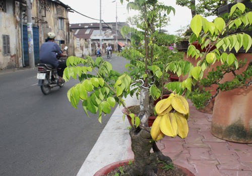 Giá hoa mai tết dự báo năm nay sẽ cao hơn năm ngoái, vì nhiều vườn mai tại TP.HCM và miền Trung do ảnh hưởng thời tiết thất thường nên trổ bông sớm. Chợ hoa bến Bình Đông mới nhóm họp, chưa nhộn nhịp nhưng cũng đã có người đến với hi vọng mua được cây đẹp và giá cả phải chăng. Anh Phan Bá Hữu, quê Bến Tre, chia sẻ vừa rồi được biết nhiều nhà vườn TP.HCM mai bị nở sớm nên năm nay anh đem nhiều hơn các năm trước với hi vọng giá sẽ cao. Một em bé theo cha mẹ lên Sài Gòn để bán hoa. Hiện nay, nhiều cây mai bonsai bắt đầu được tuốt lá để búp nở đúng tết. Nhiều ghe, thuyền của nhà vườn các tỉnh Bến Tre, Đồng Tháp, Vĩnh Long... đã về bến Bình Đông. Cao điểm tết, khu này có khi lên đến hàng trăm chiếc ghe chở hoa san sát nhau, trông rất đẹp mắt. Nhiều loại hoa đủ màu sắc rực rỡ một góc đường. Hoa giấy ghép 3 màu giá mỗi chậu 120.000 - 140.000 đồng. Cô Nguyễn Thị Huệ, quê Bến Tre, cho biết năm nào gia đình cũng vận chuyển cả ngàn cây kiểng lên đây bán, mấy năm trước đem bao nhiêu là bán hết bấy nhiêu. Các loại bonsai với nhiều kích cỡ hình dáng và giá cả khác nhau được trưng bày khá nhiều. Có khá nhiều người ghé qua mua hoa sớm. Giá hoa mai tết dự báo năm nay sẽ cao hơn năm ngoái, vì nhiều vườn mai tại TP.HCM và miền Trung do ảnh hưởng thời tiết thất thường nên trổ bông sớm. Chợ hoa bến Bình Đông mới nhóm họp, chưa nhộn nhịp nhưng cũng đã có người đến với hi vọng mua được cây đẹp và giá cả phải chăng. Anh Phan Bá Hữu, quê Bến Tre, chia sẻ vừa rồi được biết nhiều nhà vườn TP.HCM mai bị nở sớm nên năm nay anh đem nhiều hơn các năm trước với hi vọng giá sẽ cao. Một em bé theo cha mẹ lên Sài Gòn để bán hoa. Hiện nay, nhiều cây mai bonsai bắt đầu được tuốt lá để búp nở đúng tết. Nhiều ghe, thuyền của nhà vườn các tỉnh Bến Tre, Đồng Tháp, Vĩnh Long... đã về bến Bình Đông. Cao điểm tết, khu này có khi lên đến hàng trăm chiếc ghe chở hoa san sát nhau, trông rất đẹp mắt. Nhiều loại hoa đủ màu sắc rực rỡ một góc đường. Hoa giấy ghép 3 màu giá mỗi chậu 120.000 - 140.000 đồng. Cô Nguyễn Thị Huệ, quê Bến Tre, cho biết năm nào gia đình cũng vận chuyển cả ngàn cây kiểng lên đây bán, mấy năm trước đem bao nhiêu là bán hết bấy nhiêu. Các loại bonsai với nhiều kích cỡ hình dáng và giá cả khác nhau được trưng bày khá nhiều. Có khá nhiều người ghé qua mua hoa sớm.