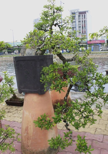 Giá hoa mai tết dự báo năm nay sẽ cao hơn năm ngoái, vì nhiều vườn mai tại TP.HCM và miền Trung do ảnh hưởng thời tiết thất thường nên trổ bông sớm. Chợ hoa bến Bình Đông mới nhóm họp, chưa nhộn nhịp nhưng cũng đã có người đến với hi vọng mua được cây đẹp và giá cả phải chăng. Anh Phan Bá Hữu, quê Bến Tre, chia sẻ vừa rồi được biết nhiều nhà vườn TP.HCM mai bị nở sớm nên năm nay anh đem nhiều hơn các năm trước với hi vọng giá sẽ cao. Một em bé theo cha mẹ lên Sài Gòn để bán hoa. Hiện nay, nhiều cây mai bonsai bắt đầu được tuốt lá để búp nở đúng tết. Nhiều ghe, thuyền của nhà vườn các tỉnh Bến Tre, Đồng Tháp, Vĩnh Long... đã về bến Bình Đông. Cao điểm tết, khu này có khi lên đến hàng trăm chiếc ghe chở hoa san sát nhau, trông rất đẹp mắt. Nhiều loại hoa đủ màu sắc rực rỡ một góc đường. Hoa giấy ghép 3 màu giá mỗi chậu 120.000 - 140.000 đồng. Cô Nguyễn Thị Huệ, quê Bến Tre, cho biết năm nào gia đình cũng vận chuyển cả ngàn cây kiểng lên đây bán, mấy năm trước đem bao nhiêu là bán hết bấy nhiêu. Các loại bonsai với nhiều kích cỡ hình dáng và giá cả khác nhau được trưng bày khá nhiều. Có khá nhiều người ghé qua mua hoa sớm.