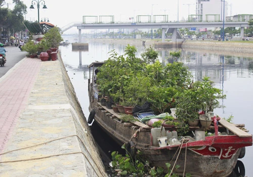 Giá hoa mai tết dự báo năm nay sẽ cao hơn năm ngoái, vì nhiều vườn mai tại TP.HCM và miền Trung do ảnh hưởng thời tiết thất thường nên trổ bông sớm. Chợ hoa bến Bình Đông mới nhóm họp, chưa nhộn nhịp nhưng cũng đã có người đến với hi vọng mua được cây đẹp và giá cả phải chăng. Anh Phan Bá Hữu, quê Bến Tre, chia sẻ vừa rồi được biết nhiều nhà vườn TP.HCM mai bị nở sớm nên năm nay anh đem nhiều hơn các năm trước với hi vọng giá sẽ cao. Một em bé theo cha mẹ lên Sài Gòn để bán hoa. Hiện nay, nhiều cây mai bonsai bắt đầu được tuốt lá để búp nở đúng tết. Nhiều ghe, thuyền của nhà vườn các tỉnh Bến Tre, Đồng Tháp, Vĩnh Long... đã về bến Bình Đông. Cao điểm tết, khu này có khi lên đến hàng trăm chiếc ghe chở hoa san sát nhau, trông rất đẹp mắt. Nhiều loại hoa đủ màu sắc rực rỡ một góc đường. Hoa giấy ghép 3 màu giá mỗi chậu 120.000 - 140.000 đồng. Cô Nguyễn Thị Huệ, quê Bến Tre, cho biết năm nào gia đình cũng vận chuyển cả ngàn cây kiểng lên đây bán, mấy năm trước đem bao nhiêu là bán hết bấy nhiêu. Các loại bonsai với nhiều kích cỡ hình dáng và giá cả khác nhau được trưng bày khá nhiều. Có khá nhiều người ghé qua mua hoa sớm.