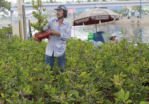 Giá hoa mai tết dự báo năm nay sẽ cao hơn năm ngoái, vì nhiều vườn mai tại TP.HCM và miền Trung do ảnh hưởng thời tiết thất thường nên trổ bông sớm. Chợ hoa bến Bình Đông mới nhóm họp, chưa nhộn nhịp nhưng cũng đã có người đến với hi vọng mua được cây đẹp và giá cả phải chăng. Anh Phan Bá Hữu, quê Bến Tre, chia sẻ vừa rồi được biết nhiều nhà vườn TP.HCM mai bị nở sớm nên năm nay anh đem nhiều hơn các năm trước với hi vọng giá sẽ cao. Một em bé theo cha mẹ lên Sài Gòn để bán hoa. Hiện nay, nhiều cây mai bonsai bắt đầu được tuốt lá để búp nở đúng tết. Nhiều ghe, thuyền của nhà vườn các tỉnh Bến Tre, Đồng Tháp, Vĩnh Long... đã về bến Bình Đông. Cao điểm tết, khu này có khi lên đến hàng trăm chiếc ghe chở hoa san sát nhau, trông rất đẹp mắt. Nhiều loại hoa đủ màu sắc rực rỡ một góc đường. Hoa giấy ghép 3 màu giá mỗi chậu 120.000 - 140.000 đồng. Cô Nguyễn Thị Huệ, quê Bến Tre, cho biết năm nào gia đình cũng vận chuyển cả ngàn cây kiểng lên đây bán, mấy năm trước đem bao nhiêu là bán hết bấy nhiêu. Các loại bonsai với nhiều kích cỡ hình dáng và giá cả khác nhau được trưng bày khá nhiều. Có khá nhiều người ghé qua mua hoa sớm.