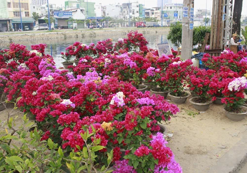 Giá hoa mai tết dự báo năm nay sẽ cao hơn năm ngoái, vì nhiều vườn mai tại TP.HCM và miền Trung do ảnh hưởng thời tiết thất thường nên trổ bông sớm. Chợ hoa bến Bình Đông mới nhóm họp, chưa nhộn nhịp nhưng cũng đã có người đến với hi vọng mua được cây đẹp và giá cả phải chăng. Anh Phan Bá Hữu, quê Bến Tre, chia sẻ vừa rồi được biết nhiều nhà vườn TP.HCM mai bị nở sớm nên năm nay anh đem nhiều hơn các năm trước với hi vọng giá sẽ cao. Một em bé theo cha mẹ lên Sài Gòn để bán hoa. Hiện nay, nhiều cây mai bonsai bắt đầu được tuốt lá để búp nở đúng tết. Nhiều ghe, thuyền của nhà vườn các tỉnh Bến Tre, Đồng Tháp, Vĩnh Long... đã về bến Bình Đông. Cao điểm tết, khu này có khi lên đến hàng trăm chiếc ghe chở hoa san sát nhau, trông rất đẹp mắt. Nhiều loại hoa đủ màu sắc rực rỡ một góc đường. Hoa giấy ghép 3 màu giá mỗi chậu 120.000 - 140.000 đồng. Cô Nguyễn Thị Huệ, quê Bến Tre, cho biết năm nào gia đình cũng vận chuyển cả ngàn cây kiểng lên đây bán, mấy năm trước đem bao nhiêu là bán hết bấy nhiêu. Các loại bonsai với nhiều kích cỡ hình dáng và giá cả khác nhau được trưng bày khá nhiều. Có khá nhiều người ghé qua mua hoa sớm.