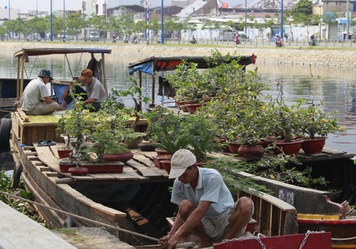 Giá hoa mai tết dự báo năm nay sẽ cao hơn năm ngoái, vì nhiều vườn mai tại TP.HCM và miền Trung do ảnh hưởng thời tiết thất thường nên trổ bông sớm. Chợ hoa bến Bình Đông mới nhóm họp, chưa nhộn nhịp nhưng cũng đã có người đến với hi vọng mua được cây đẹp và giá cả phải chăng. Anh Phan Bá Hữu, quê Bến Tre, chia sẻ vừa rồi được biết nhiều nhà vườn TP.HCM mai bị nở sớm nên năm nay anh đem nhiều hơn các năm trước với hi vọng giá sẽ cao. Một em bé theo cha mẹ lên Sài Gòn để bán hoa. Hiện nay, nhiều cây mai bonsai bắt đầu được tuốt lá để búp nở đúng tết. Nhiều ghe, thuyền của nhà vườn các tỉnh Bến Tre, Đồng Tháp, Vĩnh Long... đã về bến Bình Đông. Cao điểm tết, khu này có khi lên đến hàng trăm chiếc ghe chở hoa san sát nhau, trông rất đẹp mắt. Nhiều loại hoa đủ màu sắc rực rỡ một góc đường. Hoa giấy ghép 3 màu giá mỗi chậu 120.000 - 140.000 đồng. Cô Nguyễn Thị Huệ, quê Bến Tre, cho biết năm nào gia đình cũng vận chuyển cả ngàn cây kiểng lên đây bán, mấy năm trước đem bao nhiêu là bán hết bấy nhiêu. Các loại bonsai với nhiều kích cỡ hình dáng và giá cả khác nhau được trưng bày khá nhiều. Có khá nhiều người ghé qua mua hoa sớm. Giá hoa mai tết dự báo năm nay sẽ cao hơn năm ngoái, vì nhiều vườn mai tại TP.HCM và miền Trung do ảnh hưởng thời tiết thất thường nên trổ bông sớm. Chợ hoa bến Bình Đông mới nhóm họp, chưa nhộn nhịp nhưng cũng đã có người đến với hi vọng mua được cây đẹp và giá cả phải chăng. Anh Phan Bá Hữu, quê Bến Tre, chia sẻ vừa rồi được biết nhiều nhà vườn TP.HCM mai bị nở sớm nên năm nay anh đem nhiều hơn các năm trước với hi vọng giá sẽ cao. Một em bé theo cha mẹ lên Sài Gòn để bán hoa. Hiện nay, nhiều cây mai bonsai bắt đầu được tuốt lá để búp nở đúng tết. Nhiều ghe, thuyền của nhà vườn các tỉnh Bến Tre, Đồng Tháp, Vĩnh Long... đã về bến Bình Đông. Cao điểm tết, khu này có khi lên đến hàng trăm chiếc ghe chở hoa san sát nhau, trông rất đẹp mắt. Nhiều loại hoa đủ màu sắc rực rỡ một góc đường. Hoa giấy ghép 3 màu giá mỗi chậu 120.000 - 140.000 đồng. Cô Nguyễn Thị Huệ, quê Bến Tre, cho biết năm nào gia đình cũng vận chuyển cả ngàn cây kiểng lên đây bán, mấy năm trước đem bao nhiêu là bán hết bấy nhiêu. Các loại bonsai với nhiều kích cỡ hình dáng và giá cả khác nhau được trưng bày khá nhiều. Có khá nhiều người ghé qua mua hoa sớm.