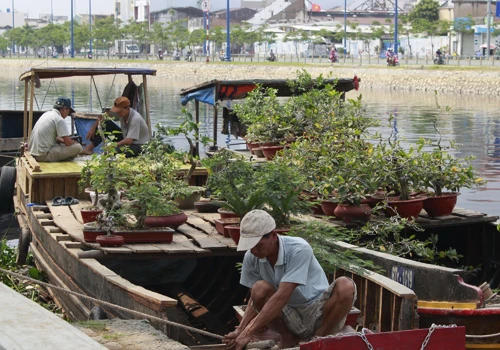 Giá hoa mai tết dự báo năm nay sẽ cao hơn năm ngoái, vì nhiều vườn mai tại TP.HCM và miền Trung do ảnh hưởng thời tiết thất thường nên trổ bông sớm. Chợ hoa bến Bình Đông mới nhóm họp, chưa nhộn nhịp nhưng cũng đã có người đến với hi vọng mua được cây đẹp và giá cả phải chăng. Anh Phan Bá Hữu, quê Bến Tre, chia sẻ vừa rồi được biết nhiều nhà vườn TP.HCM mai bị nở sớm nên năm nay anh đem nhiều hơn các năm trước với hi vọng giá sẽ cao. Một em bé theo cha mẹ lên Sài Gòn để bán hoa. Hiện nay, nhiều cây mai bonsai bắt đầu được tuốt lá để búp nở đúng tết. Nhiều ghe, thuyền của nhà vườn các tỉnh Bến Tre, Đồng Tháp, Vĩnh Long... đã về bến Bình Đông. Cao điểm tết, khu này có khi lên đến hàng trăm chiếc ghe chở hoa san sát nhau, trông rất đẹp mắt. Nhiều loại hoa đủ màu sắc rực rỡ một góc đường. Hoa giấy ghép 3 màu giá mỗi chậu 120.000 - 140.000 đồng. Cô Nguyễn Thị Huệ, quê Bến Tre, cho biết năm nào gia đình cũng vận chuyển cả ngàn cây kiểng lên đây bán, mấy năm trước đem bao nhiêu là bán hết bấy nhiêu. Các loại bonsai với nhiều kích cỡ hình dáng và giá cả khác nhau được trưng bày khá nhiều. Có khá nhiều người ghé qua mua hoa sớm.