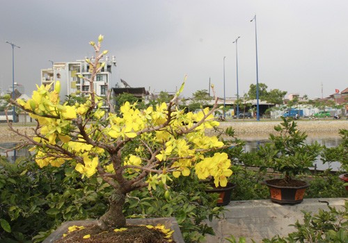 Giá hoa mai tết dự báo năm nay sẽ cao hơn năm ngoái, vì nhiều vườn mai tại TP.HCM và miền Trung do ảnh hưởng thời tiết thất thường nên trổ bông sớm. Chợ hoa bến Bình Đông mới nhóm họp, chưa nhộn nhịp nhưng cũng đã có người đến với hi vọng mua được cây đẹp và giá cả phải chăng. Anh Phan Bá Hữu, quê Bến Tre, chia sẻ vừa rồi được biết nhiều nhà vườn TP.HCM mai bị nở sớm nên năm nay anh đem nhiều hơn các năm trước với hi vọng giá sẽ cao. Một em bé theo cha mẹ lên Sài Gòn để bán hoa. Hiện nay, nhiều cây mai bonsai bắt đầu được tuốt lá để búp nở đúng tết. Nhiều ghe, thuyền của nhà vườn các tỉnh Bến Tre, Đồng Tháp, Vĩnh Long... đã về bến Bình Đông. Cao điểm tết, khu này có khi lên đến hàng trăm chiếc ghe chở hoa san sát nhau, trông rất đẹp mắt. Nhiều loại hoa đủ màu sắc rực rỡ một góc đường. Hoa giấy ghép 3 màu giá mỗi chậu 120.000 - 140.000 đồng. Cô Nguyễn Thị Huệ, quê Bến Tre, cho biết năm nào gia đình cũng vận chuyển cả ngàn cây kiểng lên đây bán, mấy năm trước đem bao nhiêu là bán hết bấy nhiêu. Các loại bonsai với nhiều kích cỡ hình dáng và giá cả khác nhau được trưng bày khá nhiều. Có khá nhiều người ghé qua mua hoa sớm. Giá hoa mai tết dự báo năm nay sẽ cao hơn năm ngoái, vì nhiều vườn mai tại TP.HCM và miền Trung do ảnh hưởng thời tiết thất thường nên trổ bông sớm. Chợ hoa bến Bình Đông mới nhóm họp, chưa nhộn nhịp nhưng cũng đã có người đến với hi vọng mua được cây đẹp và giá cả phải chăng. Anh Phan Bá Hữu, quê Bến Tre, chia sẻ vừa rồi được biết nhiều nhà vườn TP.HCM mai bị nở sớm nên năm nay anh đem nhiều hơn các năm trước với hi vọng giá sẽ cao. Một em bé theo cha mẹ lên Sài Gòn để bán hoa. Hiện nay, nhiều cây mai bonsai bắt đầu được tuốt lá để búp nở đúng tết. Nhiều ghe, thuyền của nhà vườn các tỉnh Bến Tre, Đồng Tháp, Vĩnh Long... đã về bến Bình Đông. Cao điểm tết, khu này có khi lên đến hàng trăm chiếc ghe chở hoa san sát nhau, trông rất đẹp mắt. Nhiều loại hoa đủ màu sắc rực rỡ một góc đường. Hoa giấy ghép 3 màu giá mỗi chậu 120.000 - 140.000 đồng. Cô Nguyễn Thị Huệ, quê Bến Tre, cho biết năm nào gia đình cũng vận chuyển cả ngàn cây kiểng lên đây bán, mấy năm trước đem bao nhiêu là bán hết bấy nhiêu. Các loại bonsai với nhiều kích cỡ hình dáng và giá cả khác nhau được trưng bày khá nhiều. Có khá nhiều người ghé qua mua hoa sớm.