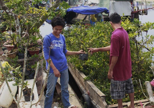 Giá hoa mai tết dự báo năm nay sẽ cao hơn năm ngoái, vì nhiều vườn mai tại TP.HCM và miền Trung do ảnh hưởng thời tiết thất thường nên trổ bông sớm. Chợ hoa bến Bình Đông mới nhóm họp, chưa nhộn nhịp nhưng cũng đã có người đến với hi vọng mua được cây đẹp và giá cả phải chăng. Anh Phan Bá Hữu, quê Bến Tre, chia sẻ vừa rồi được biết nhiều nhà vườn TP.HCM mai bị nở sớm nên năm nay anh đem nhiều hơn các năm trước với hi vọng giá sẽ cao. Một em bé theo cha mẹ lên Sài Gòn để bán hoa. Hiện nay, nhiều cây mai bonsai bắt đầu được tuốt lá để búp nở đúng tết. Nhiều ghe, thuyền của nhà vườn các tỉnh Bến Tre, Đồng Tháp, Vĩnh Long... đã về bến Bình Đông. Cao điểm tết, khu này có khi lên đến hàng trăm chiếc ghe chở hoa san sát nhau, trông rất đẹp mắt. Nhiều loại hoa đủ màu sắc rực rỡ một góc đường. Hoa giấy ghép 3 màu giá mỗi chậu 120.000 - 140.000 đồng. Cô Nguyễn Thị Huệ, quê Bến Tre, cho biết năm nào gia đình cũng vận chuyển cả ngàn cây kiểng lên đây bán, mấy năm trước đem bao nhiêu là bán hết bấy nhiêu. Các loại bonsai với nhiều kích cỡ hình dáng và giá cả khác nhau được trưng bày khá nhiều. Có khá nhiều người ghé qua mua hoa sớm.