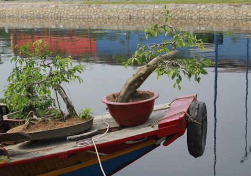 Giá hoa mai tết dự báo năm nay sẽ cao hơn năm ngoái, vì nhiều vườn mai tại TP.HCM và miền Trung do ảnh hưởng thời tiết thất thường nên trổ bông sớm. Chợ hoa bến Bình Đông mới nhóm họp, chưa nhộn nhịp nhưng cũng đã có người đến với hi vọng mua được cây đẹp và giá cả phải chăng. Anh Phan Bá Hữu, quê Bến Tre, chia sẻ vừa rồi được biết nhiều nhà vườn TP.HCM mai bị nở sớm nên năm nay anh đem nhiều hơn các năm trước với hi vọng giá sẽ cao. Một em bé theo cha mẹ lên Sài Gòn để bán hoa. Hiện nay, nhiều cây mai bonsai bắt đầu được tuốt lá để búp nở đúng tết. Nhiều ghe, thuyền của nhà vườn các tỉnh Bến Tre, Đồng Tháp, Vĩnh Long... đã về bến Bình Đông. Cao điểm tết, khu này có khi lên đến hàng trăm chiếc ghe chở hoa san sát nhau, trông rất đẹp mắt. Nhiều loại hoa đủ màu sắc rực rỡ một góc đường. Hoa giấy ghép 3 màu giá mỗi chậu 120.000 - 140.000 đồng. Cô Nguyễn Thị Huệ, quê Bến Tre, cho biết năm nào gia đình cũng vận chuyển cả ngàn cây kiểng lên đây bán, mấy năm trước đem bao nhiêu là bán hết bấy nhiêu. Các loại bonsai với nhiều kích cỡ hình dáng và giá cả khác nhau được trưng bày khá nhiều. Có khá nhiều người ghé qua mua hoa sớm.