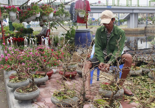 Giá hoa mai tết dự báo năm nay sẽ cao hơn năm ngoái, vì nhiều vườn mai tại TP.HCM và miền Trung do ảnh hưởng thời tiết thất thường nên trổ bông sớm. Chợ hoa bến Bình Đông mới nhóm họp, chưa nhộn nhịp nhưng cũng đã có người đến với hi vọng mua được cây đẹp và giá cả phải chăng. Anh Phan Bá Hữu, quê Bến Tre, chia sẻ vừa rồi được biết nhiều nhà vườn TP.HCM mai bị nở sớm nên năm nay anh đem nhiều hơn các năm trước với hi vọng giá sẽ cao. Một em bé theo cha mẹ lên Sài Gòn để bán hoa. Hiện nay, nhiều cây mai bonsai bắt đầu được tuốt lá để búp nở đúng tết. Nhiều ghe, thuyền của nhà vườn các tỉnh Bến Tre, Đồng Tháp, Vĩnh Long... đã về bến Bình Đông. Cao điểm tết, khu này có khi lên đến hàng trăm chiếc ghe chở hoa san sát nhau, trông rất đẹp mắt. Nhiều loại hoa đủ màu sắc rực rỡ một góc đường. Hoa giấy ghép 3 màu giá mỗi chậu 120.000 - 140.000 đồng. Cô Nguyễn Thị Huệ, quê Bến Tre, cho biết năm nào gia đình cũng vận chuyển cả ngàn cây kiểng lên đây bán, mấy năm trước đem bao nhiêu là bán hết bấy nhiêu. Các loại bonsai với nhiều kích cỡ hình dáng và giá cả khác nhau được trưng bày khá nhiều. Có khá nhiều người ghé qua mua hoa sớm. Giá hoa mai tết dự báo năm nay sẽ cao hơn năm ngoái, vì nhiều vườn mai tại TP.HCM và miền Trung do ảnh hưởng thời tiết thất thường nên trổ bông sớm. Chợ hoa bến Bình Đông mới nhóm họp, chưa nhộn nhịp nhưng cũng đã có người đến với hi vọng mua được cây đẹp và giá cả phải chăng. Anh Phan Bá Hữu, quê Bến Tre, chia sẻ vừa rồi được biết nhiều nhà vườn TP.HCM mai bị nở sớm nên năm nay anh đem nhiều hơn các năm trước với hi vọng giá sẽ cao. Một em bé theo cha mẹ lên Sài Gòn để bán hoa. Hiện nay, nhiều cây mai bonsai bắt đầu được tuốt lá để búp nở đúng tết. Nhiều ghe, thuyền của nhà vườn các tỉnh Bến Tre, Đồng Tháp, Vĩnh Long... đã về bến Bình Đông. Cao điểm tết, khu này có khi lên đến hàng trăm chiếc ghe chở hoa san sát nhau, trông rất đẹp mắt. Nhiều loại hoa đủ màu sắc rực rỡ một góc đường. Hoa giấy ghép 3 màu giá mỗi chậu 120.000 - 140.000 đồng. Cô Nguyễn Thị Huệ, quê Bến Tre, cho biết năm nào gia đình cũng vận chuyển cả ngàn cây kiểng lên đây bán, mấy năm trước đem bao nhiêu là bán hết bấy nhiêu. Các loại bonsai với nhiều kích cỡ hình dáng và giá cả khác nhau được trưng bày khá nhiều. Có khá nhiều người ghé qua mua hoa sớm.