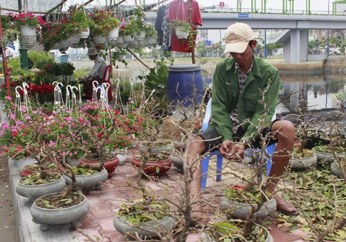 Giá hoa mai tết dự báo năm nay sẽ cao hơn năm ngoái, vì nhiều vườn mai tại TP.HCM và miền Trung do ảnh hưởng thời tiết thất thường nên trổ bông sớm. Chợ hoa bến Bình Đông mới nhóm họp, chưa nhộn nhịp nhưng cũng đã có người đến với hi vọng mua được cây đẹp và giá cả phải chăng. Anh Phan Bá Hữu, quê Bến Tre, chia sẻ vừa rồi được biết nhiều nhà vườn TP.HCM mai bị nở sớm nên năm nay anh đem nhiều hơn các năm trước với hi vọng giá sẽ cao. Một em bé theo cha mẹ lên Sài Gòn để bán hoa. Hiện nay, nhiều cây mai bonsai bắt đầu được tuốt lá để búp nở đúng tết. Nhiều ghe, thuyền của nhà vườn các tỉnh Bến Tre, Đồng Tháp, Vĩnh Long... đã về bến Bình Đông. Cao điểm tết, khu này có khi lên đến hàng trăm chiếc ghe chở hoa san sát nhau, trông rất đẹp mắt. Nhiều loại hoa đủ màu sắc rực rỡ một góc đường. Hoa giấy ghép 3 màu giá mỗi chậu 120.000 - 140.000 đồng. Cô Nguyễn Thị Huệ, quê Bến Tre, cho biết năm nào gia đình cũng vận chuyển cả ngàn cây kiểng lên đây bán, mấy năm trước đem bao nhiêu là bán hết bấy nhiêu. Các loại bonsai với nhiều kích cỡ hình dáng và giá cả khác nhau được trưng bày khá nhiều. Có khá nhiều người ghé qua mua hoa sớm.