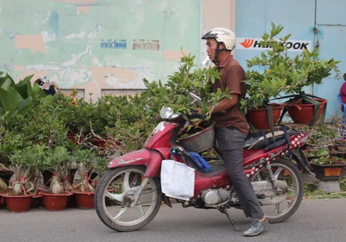Giá hoa mai tết dự báo năm nay sẽ cao hơn năm ngoái, vì nhiều vườn mai tại TP.HCM và miền Trung do ảnh hưởng thời tiết thất thường nên trổ bông sớm. Chợ hoa bến Bình Đông mới nhóm họp, chưa nhộn nhịp nhưng cũng đã có người đến với hi vọng mua được cây đẹp và giá cả phải chăng. Anh Phan Bá Hữu, quê Bến Tre, chia sẻ vừa rồi được biết nhiều nhà vườn TP.HCM mai bị nở sớm nên năm nay anh đem nhiều hơn các năm trước với hi vọng giá sẽ cao. Một em bé theo cha mẹ lên Sài Gòn để bán hoa. Hiện nay, nhiều cây mai bonsai bắt đầu được tuốt lá để búp nở đúng tết. Nhiều ghe, thuyền của nhà vườn các tỉnh Bến Tre, Đồng Tháp, Vĩnh Long... đã về bến Bình Đông. Cao điểm tết, khu này có khi lên đến hàng trăm chiếc ghe chở hoa san sát nhau, trông rất đẹp mắt. Nhiều loại hoa đủ màu sắc rực rỡ một góc đường. Hoa giấy ghép 3 màu giá mỗi chậu 120.000 - 140.000 đồng. Cô Nguyễn Thị Huệ, quê Bến Tre, cho biết năm nào gia đình cũng vận chuyển cả ngàn cây kiểng lên đây bán, mấy năm trước đem bao nhiêu là bán hết bấy nhiêu. Các loại bonsai với nhiều kích cỡ hình dáng và giá cả khác nhau được trưng bày khá nhiều. Có khá nhiều người ghé qua mua hoa sớm.
