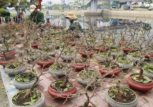 Giá hoa mai tết dự báo năm nay sẽ cao hơn năm ngoái, vì nhiều vườn mai tại TP.HCM và miền Trung do ảnh hưởng thời tiết thất thường nên trổ bông sớm. Chợ hoa bến Bình Đông mới nhóm họp, chưa nhộn nhịp nhưng cũng đã có người đến với hi vọng mua được cây đẹp và giá cả phải chăng. Anh Phan Bá Hữu, quê Bến Tre, chia sẻ vừa rồi được biết nhiều nhà vườn TP.HCM mai bị nở sớm nên năm nay anh đem nhiều hơn các năm trước với hi vọng giá sẽ cao. Một em bé theo cha mẹ lên Sài Gòn để bán hoa. Hiện nay, nhiều cây mai bonsai bắt đầu được tuốt lá để búp nở đúng tết. Nhiều ghe, thuyền của nhà vườn các tỉnh Bến Tre, Đồng Tháp, Vĩnh Long... đã về bến Bình Đông. Cao điểm tết, khu này có khi lên đến hàng trăm chiếc ghe chở hoa san sát nhau, trông rất đẹp mắt. Nhiều loại hoa đủ màu sắc rực rỡ một góc đường. Hoa giấy ghép 3 màu giá mỗi chậu 120.000 - 140.000 đồng. Cô Nguyễn Thị Huệ, quê Bến Tre, cho biết năm nào gia đình cũng vận chuyển cả ngàn cây kiểng lên đây bán, mấy năm trước đem bao nhiêu là bán hết bấy nhiêu. Các loại bonsai với nhiều kích cỡ hình dáng và giá cả khác nhau được trưng bày khá nhiều. Có khá nhiều người ghé qua mua hoa sớm.