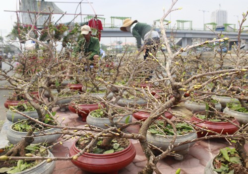 Giá hoa mai tết dự báo năm nay sẽ cao hơn năm ngoái, vì nhiều vườn mai tại TP.HCM và miền Trung do ảnh hưởng thời tiết thất thường nên trổ bông sớm. Chợ hoa bến Bình Đông mới nhóm họp, chưa nhộn nhịp nhưng cũng đã có người đến với hi vọng mua được cây đẹp và giá cả phải chăng. Anh Phan Bá Hữu, quê Bến Tre, chia sẻ vừa rồi được biết nhiều nhà vườn TP.HCM mai bị nở sớm nên năm nay anh đem nhiều hơn các năm trước với hi vọng giá sẽ cao. Một em bé theo cha mẹ lên Sài Gòn để bán hoa. Hiện nay, nhiều cây mai bonsai bắt đầu được tuốt lá để búp nở đúng tết. Nhiều ghe, thuyền của nhà vườn các tỉnh Bến Tre, Đồng Tháp, Vĩnh Long... đã về bến Bình Đông. Cao điểm tết, khu này có khi lên đến hàng trăm chiếc ghe chở hoa san sát nhau, trông rất đẹp mắt. Nhiều loại hoa đủ màu sắc rực rỡ một góc đường. Hoa giấy ghép 3 màu giá mỗi chậu 120.000 - 140.000 đồng. Cô Nguyễn Thị Huệ, quê Bến Tre, cho biết năm nào gia đình cũng vận chuyển cả ngàn cây kiểng lên đây bán, mấy năm trước đem bao nhiêu là bán hết bấy nhiêu. Các loại bonsai với nhiều kích cỡ hình dáng và giá cả khác nhau được trưng bày khá nhiều. Có khá nhiều người ghé qua mua hoa sớm. Giá hoa mai tết dự báo năm nay sẽ cao hơn năm ngoái, vì nhiều vườn mai tại TP.HCM và miền Trung do ảnh hưởng thời tiết thất thường nên trổ bông sớm. Chợ hoa bến Bình Đông mới nhóm họp, chưa nhộn nhịp nhưng cũng đã có người đến với hi vọng mua được cây đẹp và giá cả phải chăng. Anh Phan Bá Hữu, quê Bến Tre, chia sẻ vừa rồi được biết nhiều nhà vườn TP.HCM mai bị nở sớm nên năm nay anh đem nhiều hơn các năm trước với hi vọng giá sẽ cao. Một em bé theo cha mẹ lên Sài Gòn để bán hoa. Hiện nay, nhiều cây mai bonsai bắt đầu được tuốt lá để búp nở đúng tết. Nhiều ghe, thuyền của nhà vườn các tỉnh Bến Tre, Đồng Tháp, Vĩnh Long... đã về bến Bình Đông. Cao điểm tết, khu này có khi lên đến hàng trăm chiếc ghe chở hoa san sát nhau, trông rất đẹp mắt. Nhiều loại hoa đủ màu sắc rực rỡ một góc đường. Hoa giấy ghép 3 màu giá mỗi chậu 120.000 - 140.000 đồng. Cô Nguyễn Thị Huệ, quê Bến Tre, cho biết năm nào gia đình cũng vận chuyển cả ngàn cây kiểng lên đây bán, mấy năm trước đem bao nhiêu là bán hết bấy nhiêu. Các loại bonsai với nhiều kích cỡ hình dáng và giá cả khác nhau được trưng bày khá nhiều. Có khá nhiều người ghé qua mua hoa sớm.