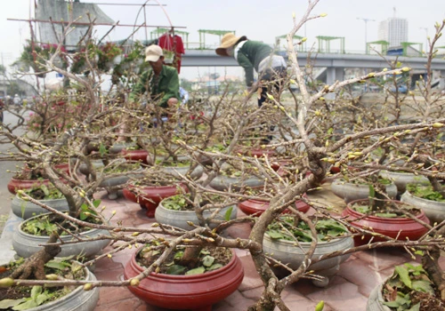 Giá hoa mai tết dự báo năm nay sẽ cao hơn năm ngoái, vì nhiều vườn mai tại TP.HCM và miền Trung do ảnh hưởng thời tiết thất thường nên trổ bông sớm. Chợ hoa bến Bình Đông mới nhóm họp, chưa nhộn nhịp nhưng cũng đã có người đến với hi vọng mua được cây đẹp và giá cả phải chăng. Anh Phan Bá Hữu, quê Bến Tre, chia sẻ vừa rồi được biết nhiều nhà vườn TP.HCM mai bị nở sớm nên năm nay anh đem nhiều hơn các năm trước với hi vọng giá sẽ cao. Một em bé theo cha mẹ lên Sài Gòn để bán hoa. Hiện nay, nhiều cây mai bonsai bắt đầu được tuốt lá để búp nở đúng tết. Nhiều ghe, thuyền của nhà vườn các tỉnh Bến Tre, Đồng Tháp, Vĩnh Long... đã về bến Bình Đông. Cao điểm tết, khu này có khi lên đến hàng trăm chiếc ghe chở hoa san sát nhau, trông rất đẹp mắt. Nhiều loại hoa đủ màu sắc rực rỡ một góc đường. Hoa giấy ghép 3 màu giá mỗi chậu 120.000 - 140.000 đồng. Cô Nguyễn Thị Huệ, quê Bến Tre, cho biết năm nào gia đình cũng vận chuyển cả ngàn cây kiểng lên đây bán, mấy năm trước đem bao nhiêu là bán hết bấy nhiêu. Các loại bonsai với nhiều kích cỡ hình dáng và giá cả khác nhau được trưng bày khá nhiều. Có khá nhiều người ghé qua mua hoa sớm.