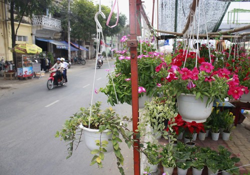 Giá hoa mai tết dự báo năm nay sẽ cao hơn năm ngoái, vì nhiều vườn mai tại TP.HCM và miền Trung do ảnh hưởng thời tiết thất thường nên trổ bông sớm. Chợ hoa bến Bình Đông mới nhóm họp, chưa nhộn nhịp nhưng cũng đã có người đến với hi vọng mua được cây đẹp và giá cả phải chăng. Anh Phan Bá Hữu, quê Bến Tre, chia sẻ vừa rồi được biết nhiều nhà vườn TP.HCM mai bị nở sớm nên năm nay anh đem nhiều hơn các năm trước với hi vọng giá sẽ cao. Một em bé theo cha mẹ lên Sài Gòn để bán hoa. Hiện nay, nhiều cây mai bonsai bắt đầu được tuốt lá để búp nở đúng tết. Nhiều ghe, thuyền của nhà vườn các tỉnh Bến Tre, Đồng Tháp, Vĩnh Long... đã về bến Bình Đông. Cao điểm tết, khu này có khi lên đến hàng trăm chiếc ghe chở hoa san sát nhau, trông rất đẹp mắt. Nhiều loại hoa đủ màu sắc rực rỡ một góc đường. Hoa giấy ghép 3 màu giá mỗi chậu 120.000 - 140.000 đồng. Cô Nguyễn Thị Huệ, quê Bến Tre, cho biết năm nào gia đình cũng vận chuyển cả ngàn cây kiểng lên đây bán, mấy năm trước đem bao nhiêu là bán hết bấy nhiêu. Các loại bonsai với nhiều kích cỡ hình dáng và giá cả khác nhau được trưng bày khá nhiều. Có khá nhiều người ghé qua mua hoa sớm. Giá hoa mai tết dự báo năm nay sẽ cao hơn năm ngoái, vì nhiều vườn mai tại TP.HCM và miền Trung do ảnh hưởng thời tiết thất thường nên trổ bông sớm. Chợ hoa bến Bình Đông mới nhóm họp, chưa nhộn nhịp nhưng cũng đã có người đến với hi vọng mua được cây đẹp và giá cả phải chăng. Anh Phan Bá Hữu, quê Bến Tre, chia sẻ vừa rồi được biết nhiều nhà vườn TP.HCM mai bị nở sớm nên năm nay anh đem nhiều hơn các năm trước với hi vọng giá sẽ cao. Một em bé theo cha mẹ lên Sài Gòn để bán hoa. Hiện nay, nhiều cây mai bonsai bắt đầu được tuốt lá để búp nở đúng tết. Nhiều ghe, thuyền của nhà vườn các tỉnh Bến Tre, Đồng Tháp, Vĩnh Long... đã về bến Bình Đông. Cao điểm tết, khu này có khi lên đến hàng trăm chiếc ghe chở hoa san sát nhau, trông rất đẹp mắt. Nhiều loại hoa đủ màu sắc rực rỡ một góc đường. Hoa giấy ghép 3 màu giá mỗi chậu 120.000 - 140.000 đồng. Cô Nguyễn Thị Huệ, quê Bến Tre, cho biết năm nào gia đình cũng vận chuyển cả ngàn cây kiểng lên đây bán, mấy năm trước đem bao nhiêu là bán hết bấy nhiêu. Các loại bonsai với nhiều kích cỡ hình dáng và giá cả khác nhau được trưng bày khá nhiều. Có khá nhiều người ghé qua mua hoa sớm.