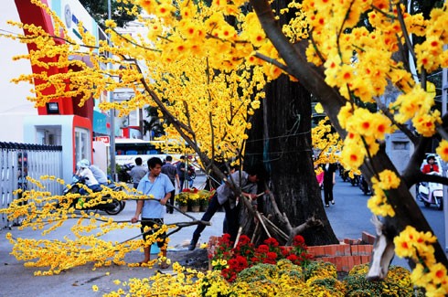Nhiều tòa nhà lớn ở trung tâm thành phố căng panô, áp phích, đường phố cũng được dọn dẹp thông thoáng để chuẩn bị cho nhiều hoạt động đón năm mới. Đường Đồng Khởi, hệ thống chiếu sáng tiếp tục được lắp đặt, bên cạnh hoa trang trí từ Tết dương lịch. Nhiều con đường ánh sáng sẽ nối tiếp nhau ở trung tâm thành phố. Cổng chào được dựng lên ở công viên Tao Đàn. Tại đây, từ 25 tháng Chạp sẽ khai mạc hội hoa xuân với 8.000 hiện vật về hoa, cây cảnh của các nghệ nhân trong và ngoài nước. Người dân ở nhiều khu chung cư cũng tự bỏ tiền ra sơn sửa lại. Đường hoa Nguyễn Huệ sẽ khai mạc từ sáng 27 Tết. Theo ban tổ chức, chủ đề 2013 sẽ đưa đến các biểu trưng về đất nước. Dọc đường Nguyễn Huệ, các hình khối đã bắt đầu được dựng lên, thành phố sẽ cấm xe trong thời gian tới nhằm đảm bảo việc thi công và lắp đặt các mảng hoa trang trí. Công nhân đang ghép các cành hoa trên đường Phạm Ngọc Thạch, khu trung tâm gần nhà thờ Đức Bà này dự tính sẽ rực vàng trong những ngày xuân Quý Tỵ. Trong khi đó, hoa tươi đã được vận chuyển về trung tâm, lắp ghép ở hai bên đường. Nhiều trung tâm mua sắm, siêu thị trong thành phố đã rực vàng không khí đón năm mới. Năm nay, dù kinh tế khó khăn, sức mua giảm, nhưng các trang trí đón xuân hầu như vẫn được giữ nguyên. Một chiếc đèn lồng khổng lồ trang trí trong một trung tâm thương mại. Trong khi đó, các hoạt động như gói bánh chưng, bánh tét, tìm hiểu về tục lệ Xuân thu hút giới trẻ tham gia. Từ nay tới Tết Nguyên đán, các hoạt động như hội hoa xuân, phố ông đồ sẽ liên tiếp diễn ra. Phần lớn các hoạt động này đều có sự tham gia của các doanh nghiệp.