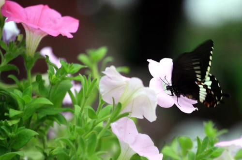 Các công nhân đang hoàn thành công đoạn cuối trang trí hoa tại Hồ Gươm (Hà Nội) để phục vụ người dân thủ đô thưởng ngoạn nhân dịp Tết Nguyên đán 2013. Những ngày này, công nhân đang rục rịch trang trí hoa quanh hồ. Họ đang triển khai công đoạn cuối cùng trước khi phục vụ du khách thưởng ngoạn vào những ngày tới. Không hoành tráng như lễ hội phố hoa như mọi năm, nhưng việc trang trí hoa quanh khu vực trung tâm Hà Nội cũng tạo nên nhiều điểm nhấn. Các công nhân trồng hoa, kiêm luôn bảo vệ. Tình trạng mọi người chụp ảnh, chen lấn vào các vị trí được bố trí hoa diễn ra khá nhiều. Các loại hoa được chuyển tới liên tục. Nhiều hoa từ Đà Lạt, Sapa cũng được mang tới đây. Những chậu hoa nhiều màu sắc lung linh dưới ánh nắng thủ đô. Những hình ảnh hoa đào, quất, chum vại... đón Tết theo phong cách xưa của người Việt Nam. Một em nhỏ "bon chen" chụp ảnh tại rừng hoa Hồ Gươm. Du khách quốc tế không bỏ lỡ cơ hội ghi lại hình ảnh vào xuân đáng nhớ của Hà Nội. Hai bạn trẻ thích thú ngắm vườn lan trắng. Những chậu hoa này sẽ được đặt tại Hồ Gươm trong dịp Tết Nguyên đán Kỷ Tỵ 2013. Dây thừng được căng xung quanh những vườn hâ, tránh tình trạng du khách "xông" thẳng vào để chụp ảnh.