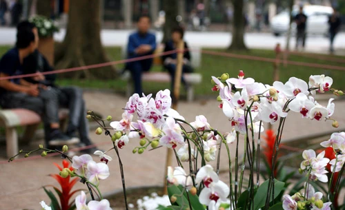 Các công nhân đang hoàn thành công đoạn cuối trang trí hoa tại Hồ Gươm (Hà Nội) để phục vụ người dân thủ đô thưởng ngoạn nhân dịp Tết Nguyên đán 2013. Những ngày này, công nhân đang rục rịch trang trí hoa quanh hồ. Họ đang triển khai công đoạn cuối cùng trước khi phục vụ du khách thưởng ngoạn vào những ngày tới. Không hoành tráng như lễ hội phố hoa như mọi năm, nhưng việc trang trí hoa quanh khu vực trung tâm Hà Nội cũng tạo nên nhiều điểm nhấn. Các công nhân trồng hoa, kiêm luôn bảo vệ. Tình trạng mọi người chụp ảnh, chen lấn vào các vị trí được bố trí hoa diễn ra khá nhiều. Các loại hoa được chuyển tới liên tục. Nhiều hoa từ Đà Lạt, Sapa cũng được mang tới đây. Những chậu hoa nhiều màu sắc lung linh dưới ánh nắng thủ đô. Những hình ảnh hoa đào, quất, chum vại... đón Tết theo phong cách xưa của người Việt Nam. Một em nhỏ "bon chen" chụp ảnh tại rừng hoa Hồ Gươm. Du khách quốc tế không bỏ lỡ cơ hội ghi lại hình ảnh vào xuân đáng nhớ của Hà Nội. Hai bạn trẻ thích thú ngắm vườn lan trắng. Những chậu hoa này sẽ được đặt tại Hồ Gươm trong dịp Tết Nguyên đán Kỷ Tỵ 2013. Dây thừng được căng xung quanh những vườn hâ, tránh tình trạng du khách "xông" thẳng vào để chụp ảnh.