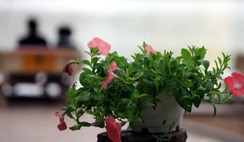 Các công nhân đang hoàn thành công đoạn cuối trang trí hoa tại Hồ Gươm (Hà Nội) để phục vụ người dân thủ đô thưởng ngoạn nhân dịp Tết Nguyên đán 2013. Những ngày này, công nhân đang rục rịch trang trí hoa quanh hồ. Họ đang triển khai công đoạn cuối cùng trước khi phục vụ du khách thưởng ngoạn vào những ngày tới. Không hoành tráng như lễ hội phố hoa như mọi năm, nhưng việc trang trí hoa quanh khu vực trung tâm Hà Nội cũng tạo nên nhiều điểm nhấn. Các công nhân trồng hoa, kiêm luôn bảo vệ. Tình trạng mọi người chụp ảnh, chen lấn vào các vị trí được bố trí hoa diễn ra khá nhiều. Các loại hoa được chuyển tới liên tục. Nhiều hoa từ Đà Lạt, Sapa cũng được mang tới đây. Những chậu hoa nhiều màu sắc lung linh dưới ánh nắng thủ đô. Những hình ảnh hoa đào, quất, chum vại... đón Tết theo phong cách xưa của người Việt Nam. Một em nhỏ "bon chen" chụp ảnh tại rừng hoa Hồ Gươm. Du khách quốc tế không bỏ lỡ cơ hội ghi lại hình ảnh vào xuân đáng nhớ của Hà Nội. Hai bạn trẻ thích thú ngắm vườn lan trắng. Những chậu hoa này sẽ được đặt tại Hồ Gươm trong dịp Tết Nguyên đán Kỷ Tỵ 2013. Dây thừng được căng xung quanh những vườn hâ, tránh tình trạng du khách "xông" thẳng vào để chụp ảnh.