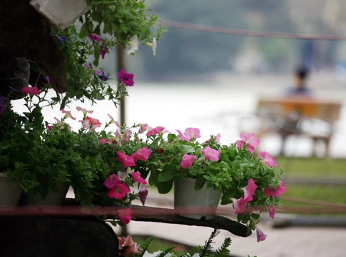 Các công nhân đang hoàn thành công đoạn cuối trang trí hoa tại Hồ Gươm (Hà Nội) để phục vụ người dân thủ đô thưởng ngoạn nhân dịp Tết Nguyên đán 2013. Những ngày này, công nhân đang rục rịch trang trí hoa quanh hồ. Họ đang triển khai công đoạn cuối cùng trước khi phục vụ du khách thưởng ngoạn vào những ngày tới. Không hoành tráng như lễ hội phố hoa như mọi năm, nhưng việc trang trí hoa quanh khu vực trung tâm Hà Nội cũng tạo nên nhiều điểm nhấn. Các công nhân trồng hoa, kiêm luôn bảo vệ. Tình trạng mọi người chụp ảnh, chen lấn vào các vị trí được bố trí hoa diễn ra khá nhiều. Các loại hoa được chuyển tới liên tục. Nhiều hoa từ Đà Lạt, Sapa cũng được mang tới đây. Những chậu hoa nhiều màu sắc lung linh dưới ánh nắng thủ đô. Những hình ảnh hoa đào, quất, chum vại... đón Tết theo phong cách xưa của người Việt Nam. Một em nhỏ "bon chen" chụp ảnh tại rừng hoa Hồ Gươm. Du khách quốc tế không bỏ lỡ cơ hội ghi lại hình ảnh vào xuân đáng nhớ của Hà Nội. Hai bạn trẻ thích thú ngắm vườn lan trắng. Những chậu hoa này sẽ được đặt tại Hồ Gươm trong dịp Tết Nguyên đán Kỷ Tỵ 2013. Dây thừng được căng xung quanh những vườn hâ, tránh tình trạng du khách "xông" thẳng vào để chụp ảnh.