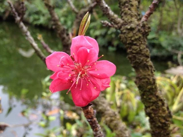 hoa Tet dalat01.jpg