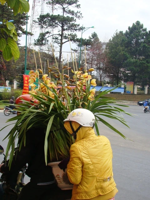 hoa Tet dalat02.JPG