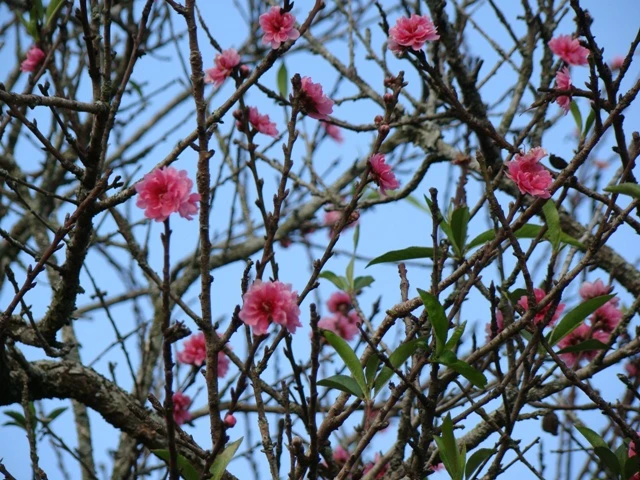 hoa Tet dalat06.JPG