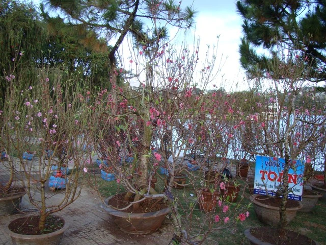 hoa Tet dalat07.JPG