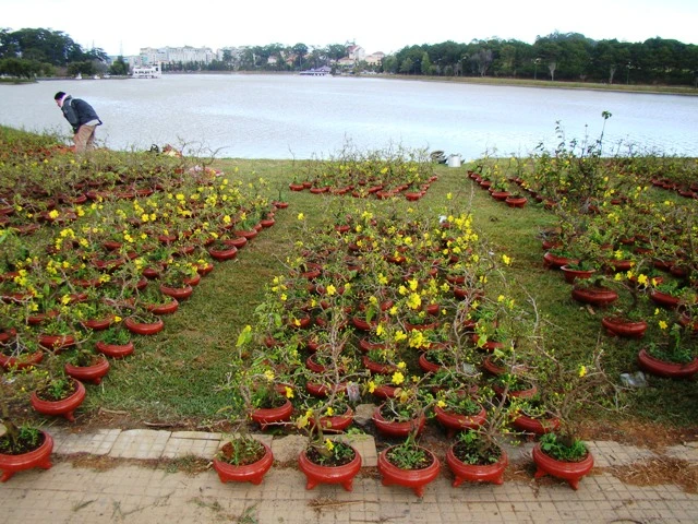 hoa Tet dalat08.JPG