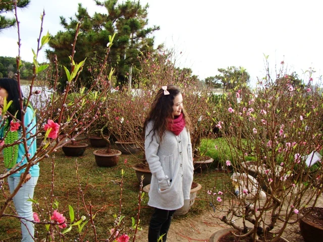 hoa Tet dalat09.JPG