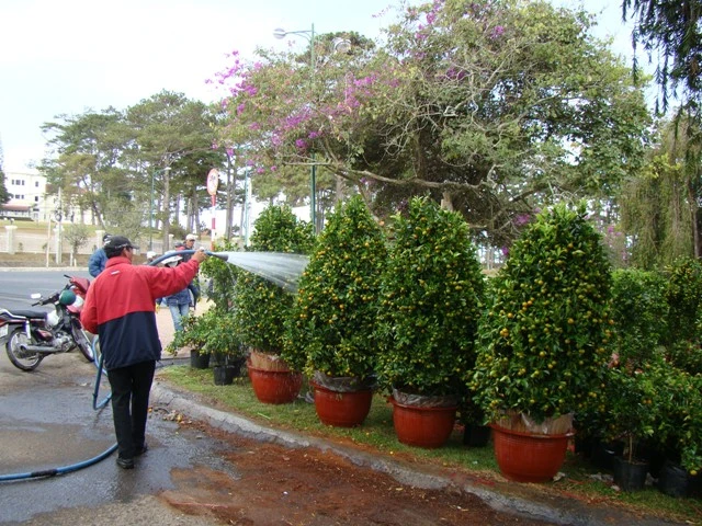 hoa Tet dalat10.JPG
