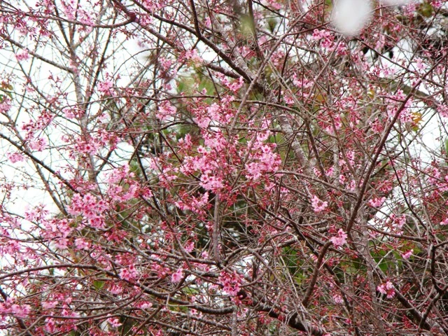 hoa Tet dalat14.JPG