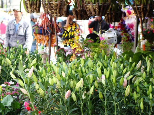 hoa Tet dalat19.JPG