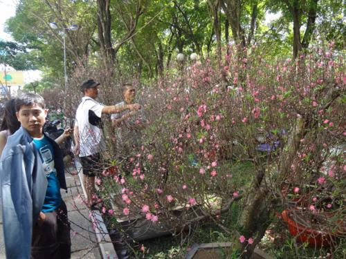 Cặp hoa đào này đã có người mua với giá 35 triệu đồng