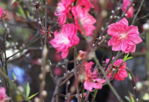 Khai mạc chợ hoa tết ở TP.HCM: Rực rỡ sắc màu ảnh 2 Khai mạc chợ hoa tết ở TP.HCM: Rực rỡ sắc màu ảnh 2