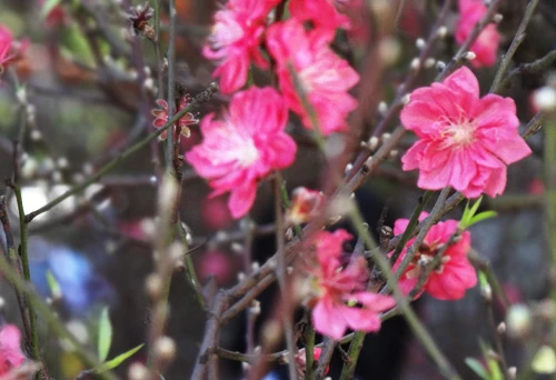 Khai mạc chợ hoa tết ở TP.HCM: Rực rỡ sắc màu ảnh 2