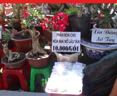 Khai mạc chợ hoa tết ở TP.HCM: Rực rỡ sắc màu ảnh 26 Khai mạc chợ hoa tết ở TP.HCM: Rực rỡ sắc màu ảnh 26