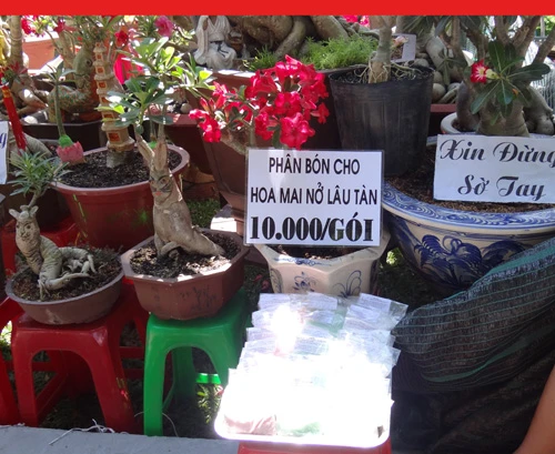 Khai mạc chợ hoa tết ở TP.HCM: Rực rỡ sắc màu ảnh 26
