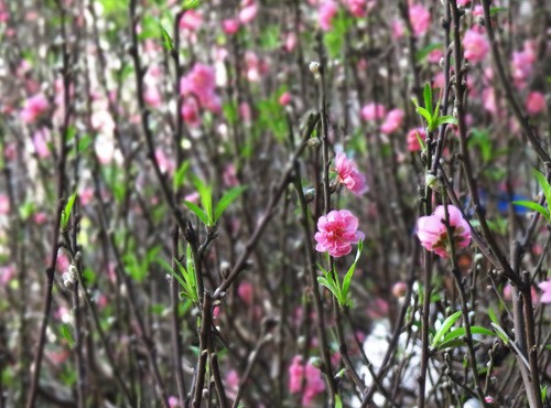 Khai mạc chợ hoa tết ở TP.HCM: Rực rỡ sắc màu ảnh 3 Khai mạc chợ hoa tết ở TP.HCM: Rực rỡ sắc màu ảnh 3