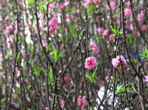 Khai mạc chợ hoa tết ở TP.HCM: Rực rỡ sắc màu ảnh 3