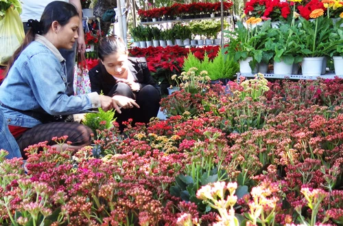 Khai mạc chợ hoa tết ở TP.HCM: Rực rỡ sắc màu ảnh 24