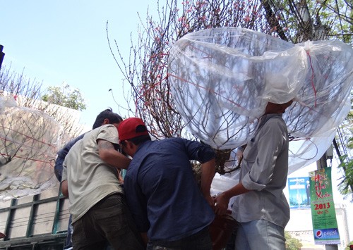 Khai mạc chợ hoa tết ở TP.HCM: Rực rỡ sắc màu ảnh 13 Khai mạc chợ hoa tết ở TP.HCM: Rực rỡ sắc màu ảnh 13