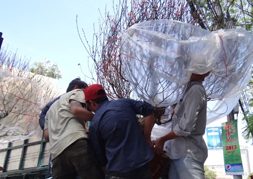 Khai mạc chợ hoa tết ở TP.HCM: Rực rỡ sắc màu ảnh 13