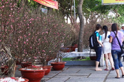 Khai mạc chợ hoa tết ở TP.HCM: Rực rỡ sắc màu ảnh 7 Khai mạc chợ hoa tết ở TP.HCM: Rực rỡ sắc màu ảnh 7