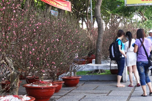 Khai mạc chợ hoa tết ở TP.HCM: Rực rỡ sắc màu ảnh 7