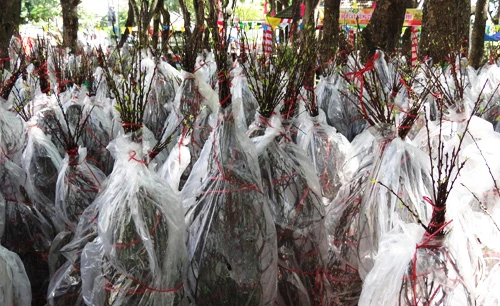 Khai mạc chợ hoa tết ở TP.HCM: Rực rỡ sắc màu ảnh 9