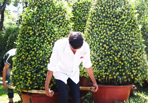 Khai mạc chợ hoa tết ở TP.HCM: Rực rỡ sắc màu ảnh 15 Khai mạc chợ hoa tết ở TP.HCM: Rực rỡ sắc màu ảnh 15