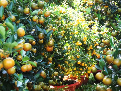 Khai mạc chợ hoa tết ở TP.HCM: Rực rỡ sắc màu ảnh 16 Khai mạc chợ hoa tết ở TP.HCM: Rực rỡ sắc màu ảnh 16