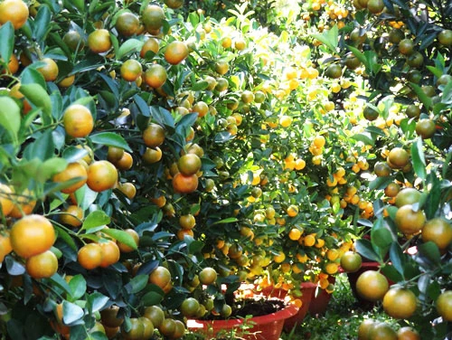 Khai mạc chợ hoa tết ở TP.HCM: Rực rỡ sắc màu ảnh 16